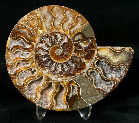 Crystal Filled Ammonite Fossil (Half) #15986